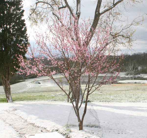 Peach Trees - Image 4