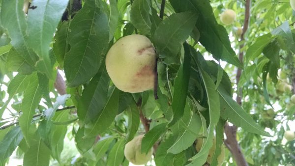 Peach Trees - Image 3