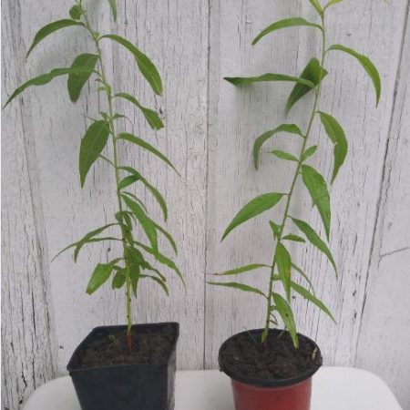 Peach Trees
