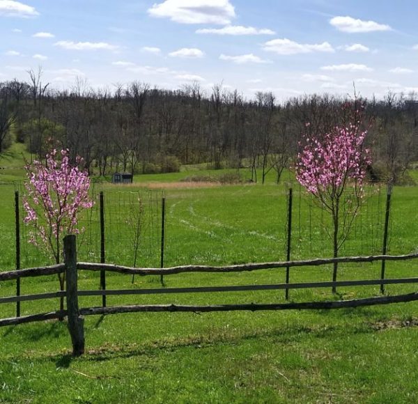 Peach Trees - Image 2